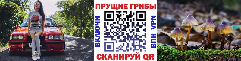 Псилоцибиновые грибы Psilocybe  купить закладку  hydra зеркало  Малаховка 